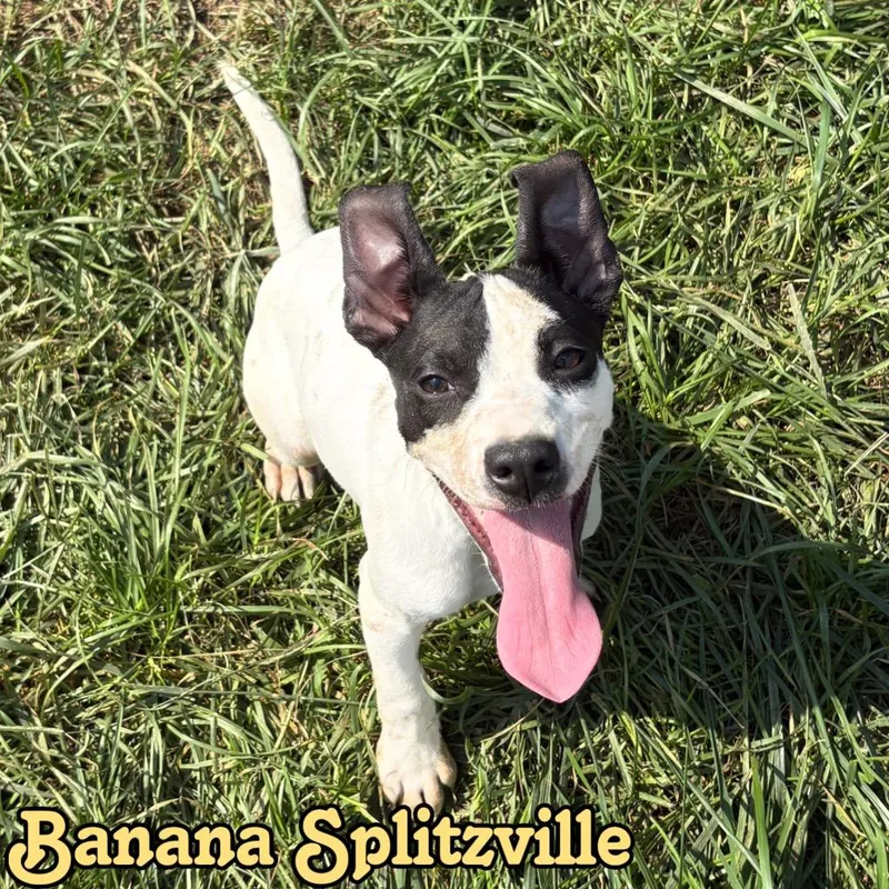A baby medium-sized male Pit Bull Terrier dog named Banana Splitzville for adoption in Hillsboro, OH