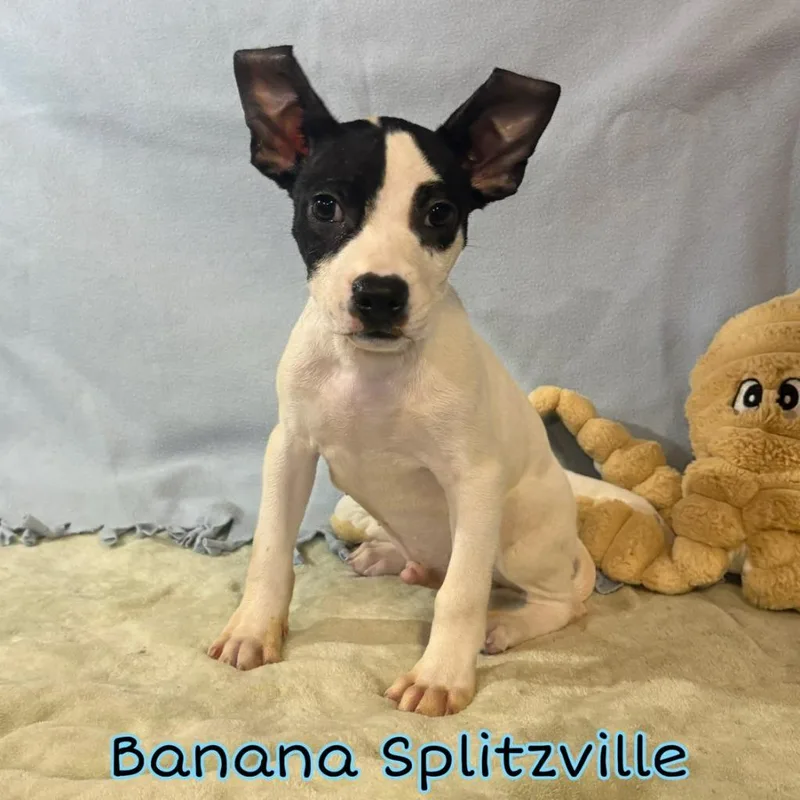Banana Splitzville thumbnail 2