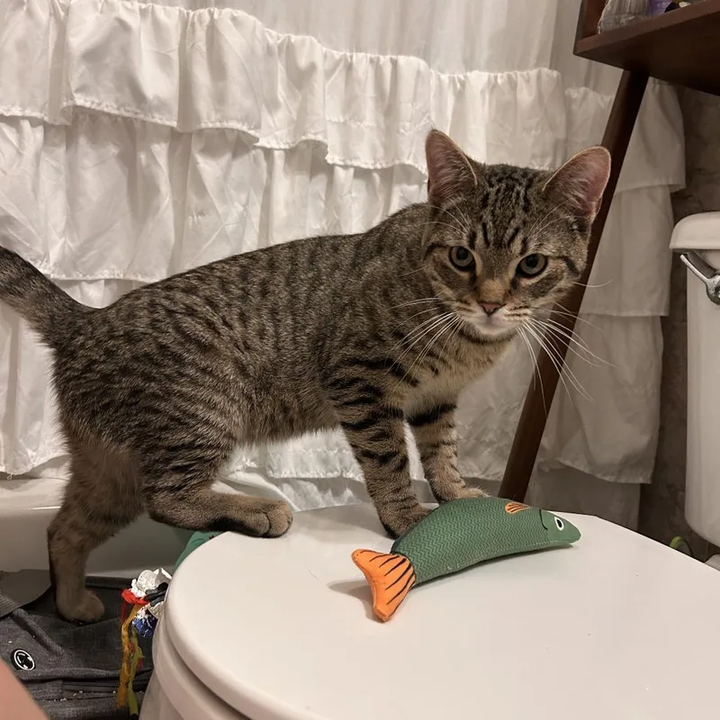 A young small-sized male Brown / Chocolate Domestic Short Hair cat named Phantom for adoption in Staten Island, NY