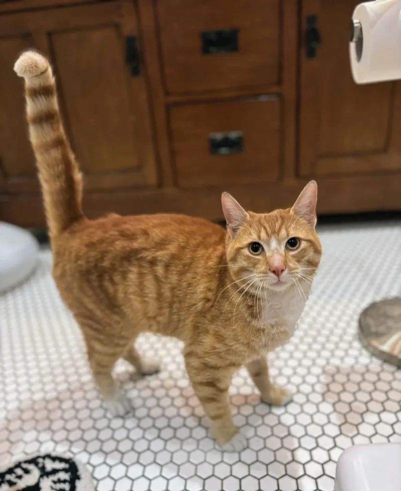 A young medium-sized male Orange & White Domestic Short Hair cat named Sunny Day for adoption in Allentown, PA