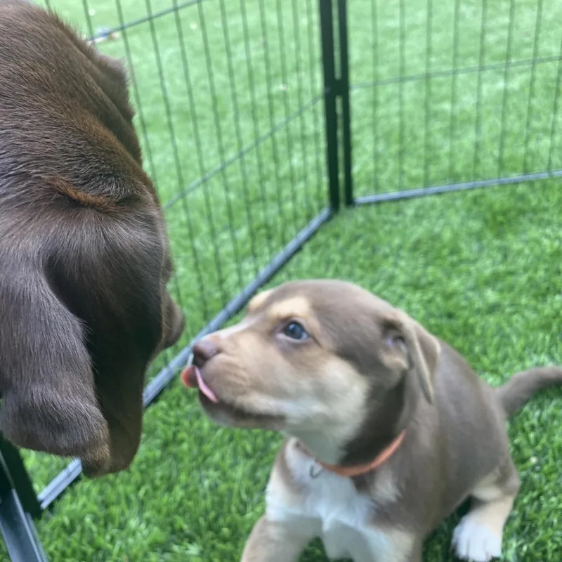A baby small-sized female Brown / Chocolate Labrador Retriever dog named Moochie Moo for adoption in Austin, TX