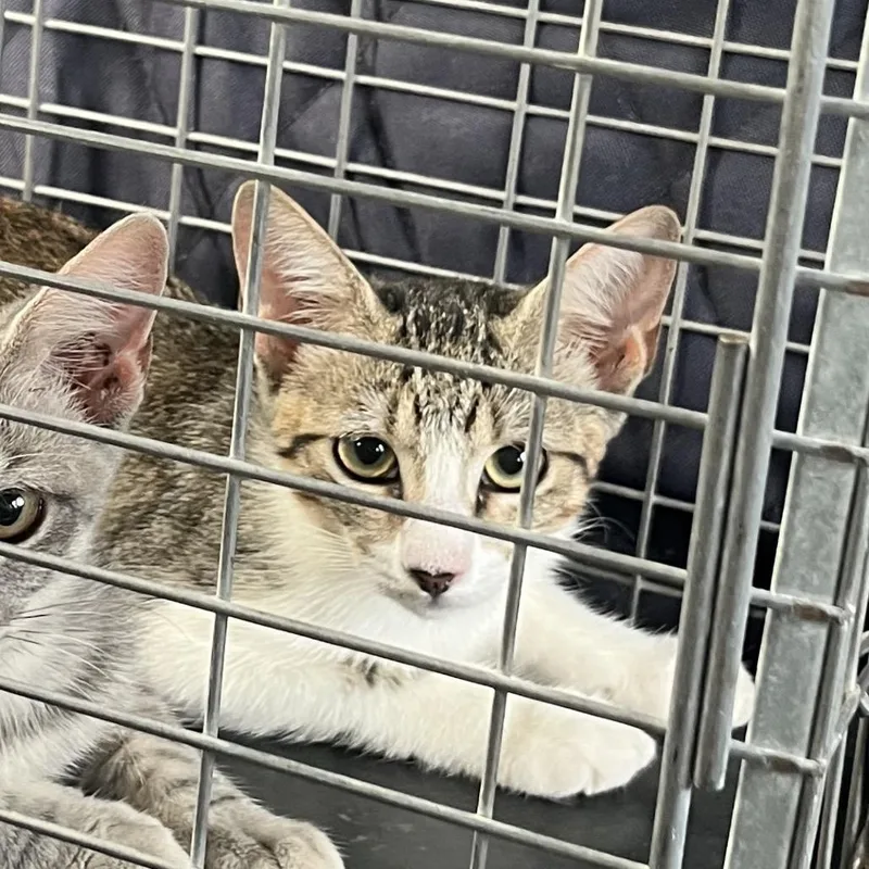 A baby small-sized female Torbie Domestic Short Hair cat named Cherry for adoption in Lake Jackson, TX