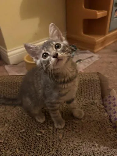 A baby medium-sized female Domestic Short Hair cat named Watt for adoption in Cincinnati, OH