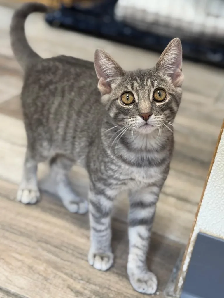 A baby small-sized female Domestic Short Hair cat named Fern for adoption in Peru, NY