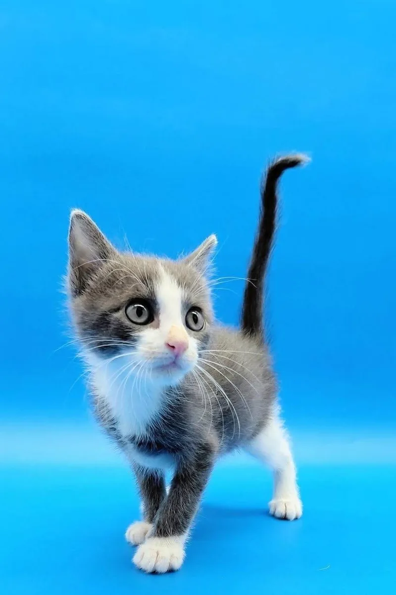 A baby medium-sized male Gray & White Domestic Short Hair cat named Mowgli for adoption in Springfield, MO
