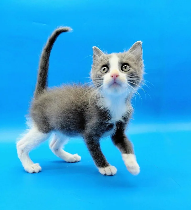 Mowgli thumbnail 2
