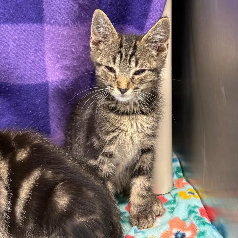 A baby small-sized male Brown / Chocolate Domestic Short Hair cat named Squidward for adoption in Morganton, NC