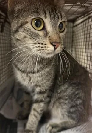 A young medium-sized female Domestic Short Hair cat named Concha for adoption in Van Nuys, CA