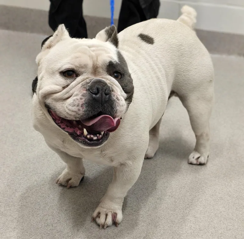 An adult medium-sized male American Bully dog named 26-412 for adoption in Amityville, NY