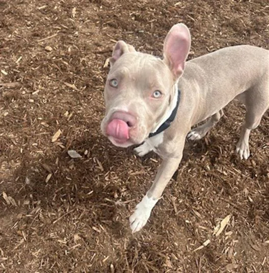 A young medium-sized male Pit Bull Terrier dog named Oscar for adoption in Denver, CO