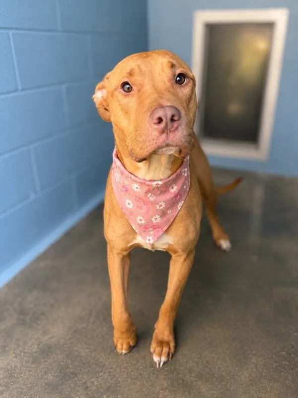 An adult large-sized female Labrador Retriever dog named Kylie for adoption in Lafayette, LA