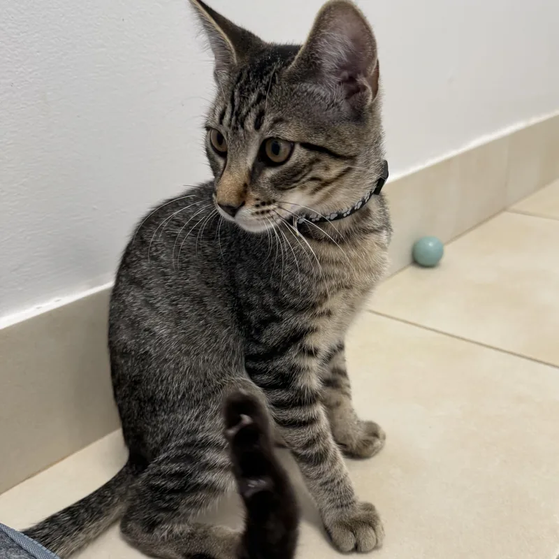 A baby small-sized male Tabby (Brown / Chocolate) Domestic Short Hair cat named Albert for adoption in North Haven, CT