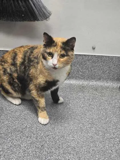 An adult medium-sized female Domestic Short Hair cat named Quigley for adoption in Sevierville, TN