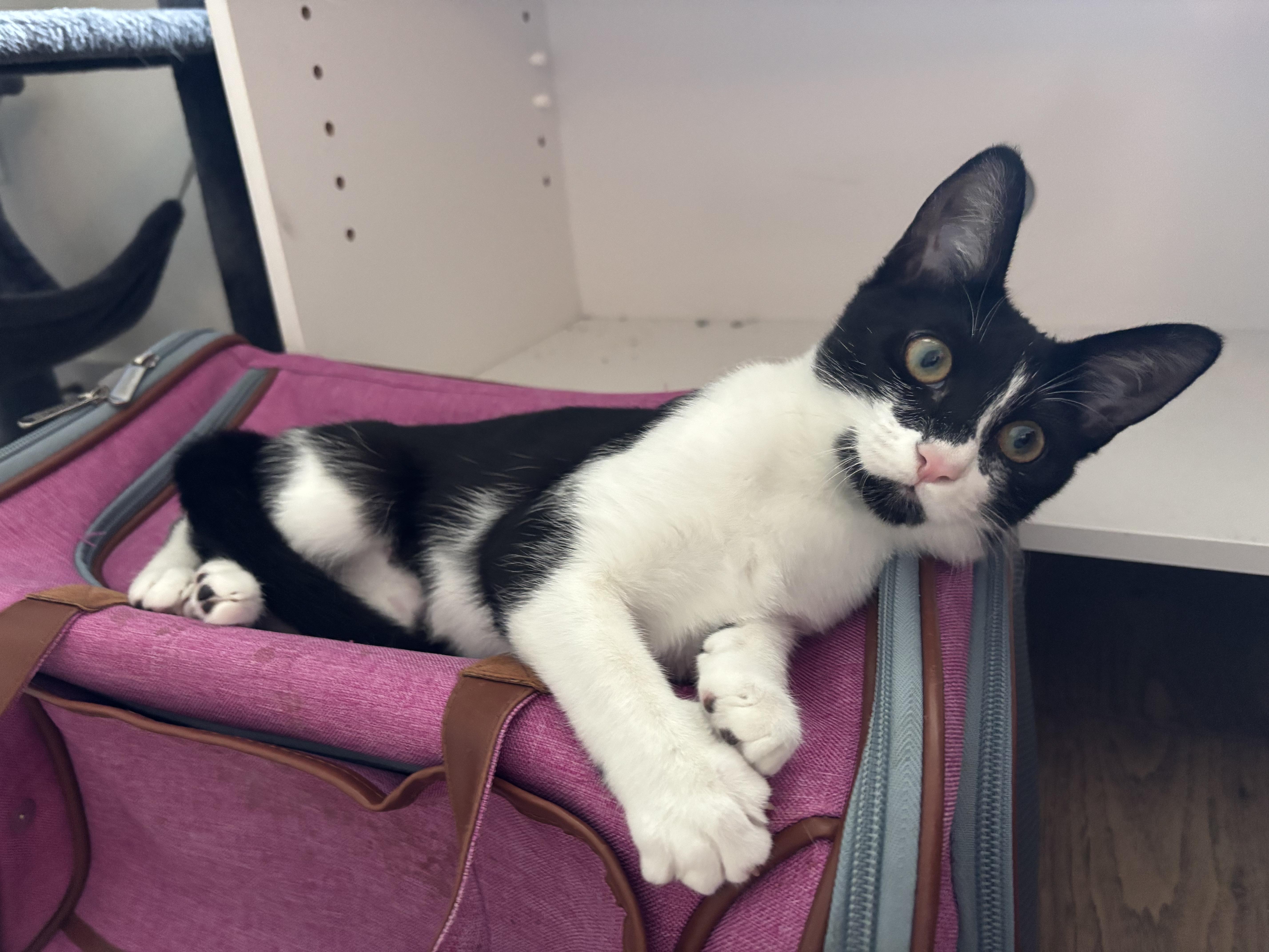 A baby small-sized female Black & White / Tuxedo Domestic Short Hair cat named Radio for adoption in Nashville, TN