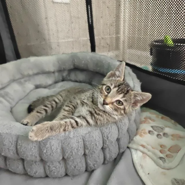 A baby small-sized female Domestic Short Hair cat named Kiwi for adoption in Charlotte, NC