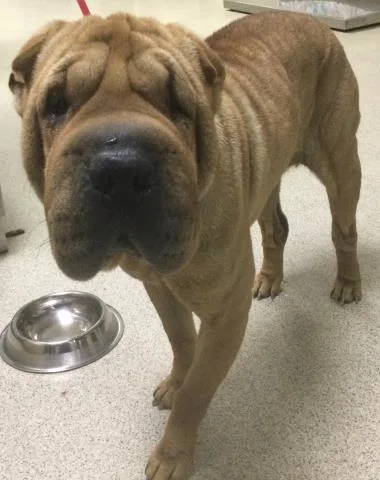 A young medium-sized female Shar-Pei dog named Nala for adoption in Riverside, CA