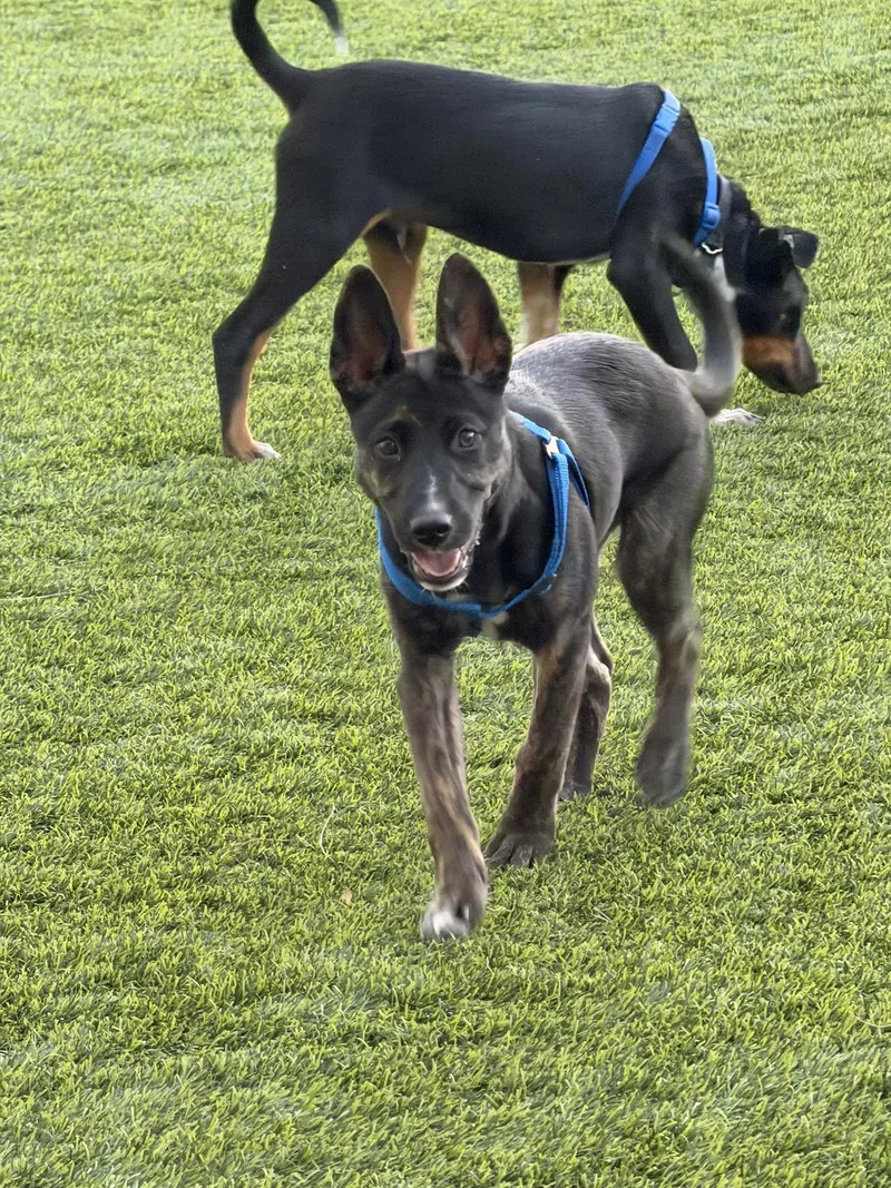 A baby large-sized female Brindle Shepherd dog named Milo for adoption in Las Vegas, NV