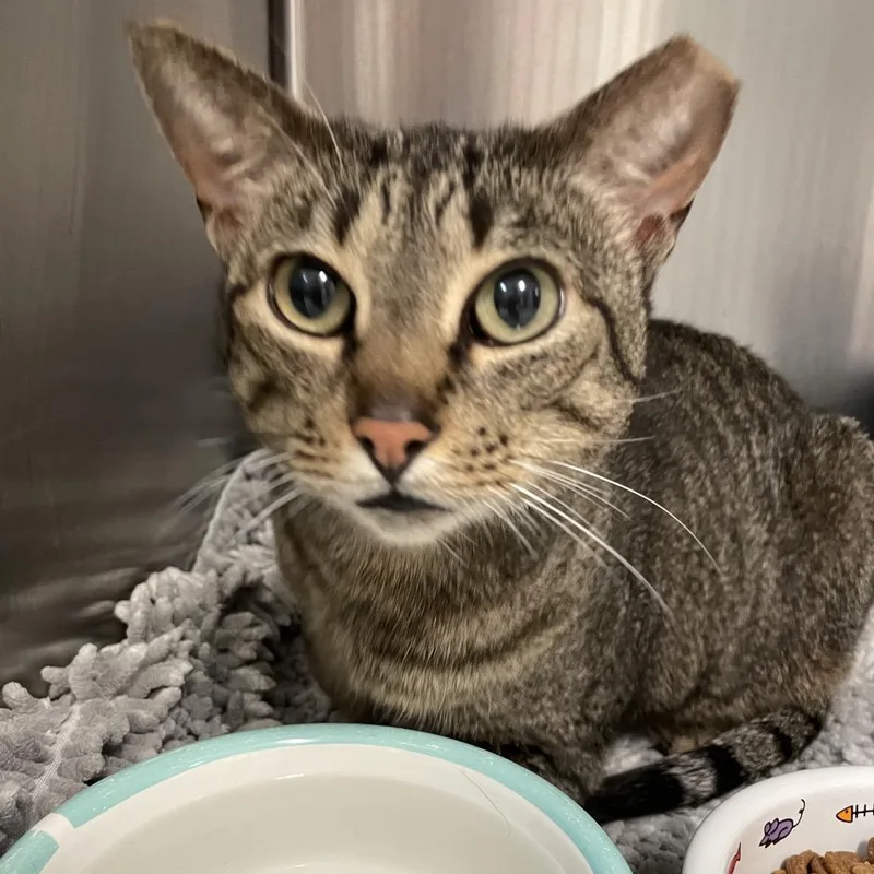 An adult large-sized female Brown / Chocolate Domestic Short Hair cat named Ursula for adoption in Port Charlotte, FL