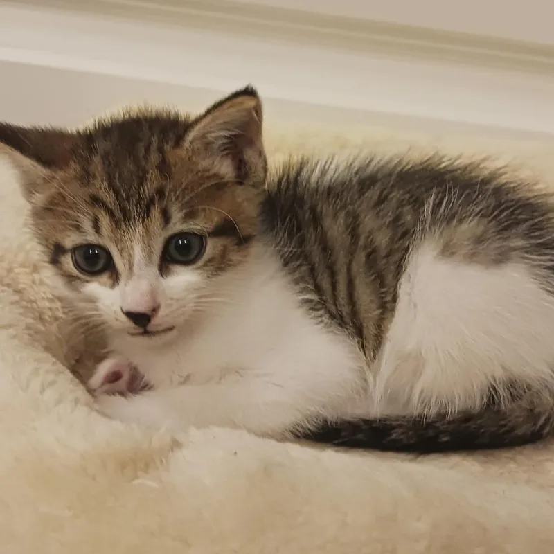 A young small-sized male Domestic Short Hair cat named Benny for adoption in Durham, NC