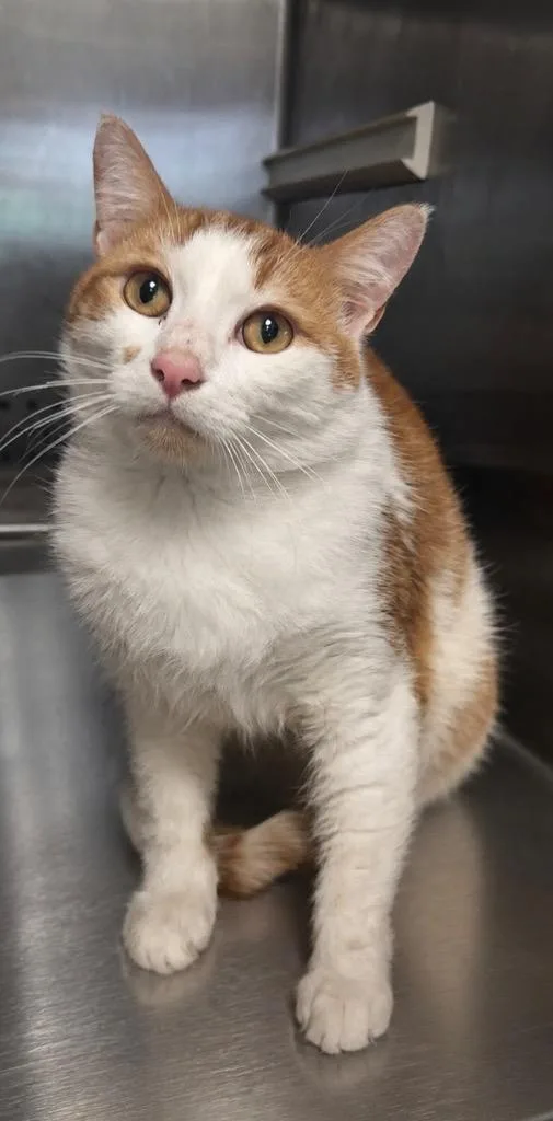 A young large-sized male Domestic Short Hair cat named Garfield for adoption in Columbia, TN