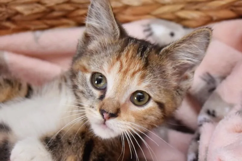 A baby medium-sized female Torbie Domestic Short Hair cat named Stitch for adoption in Georgetown, OH