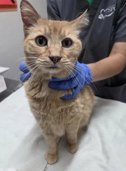 A senior medium-sized female Cream / Ivory Domestic Short Hair cat named Bella Donna for adoption in Sacramento, CA