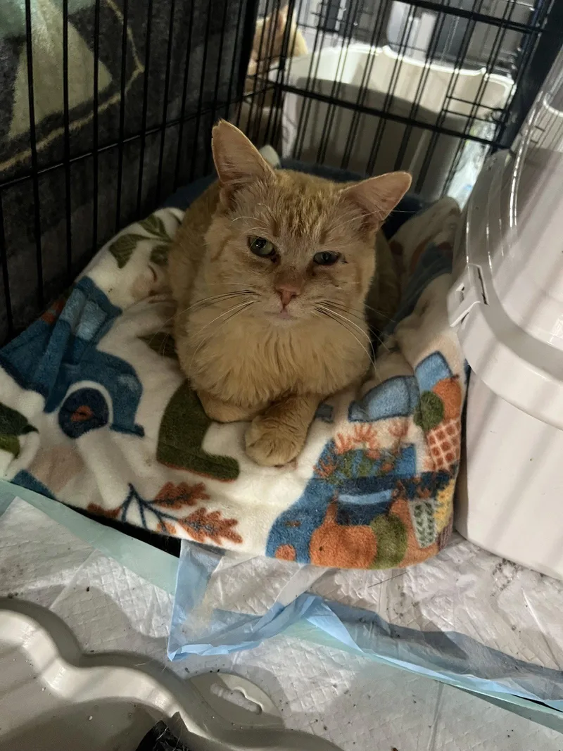 An adult medium-sized male Buff / Tan / Fawn Domestic Short Hair cat named Johnny Cash for adoption in Walled Lake, MI