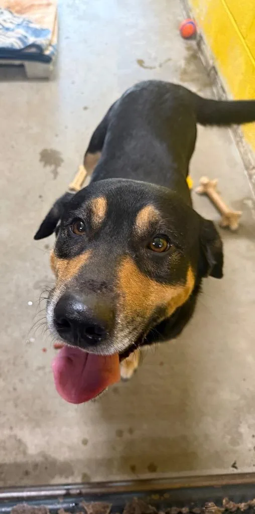 A young large-sized male Mixed Breed dog named Drake for adoption in Murray, KY