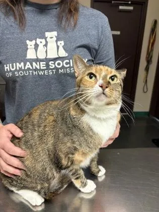 An adult medium-sized female Torbie Domestic Short Hair cat named Peanut for adoption in Springfield, MO