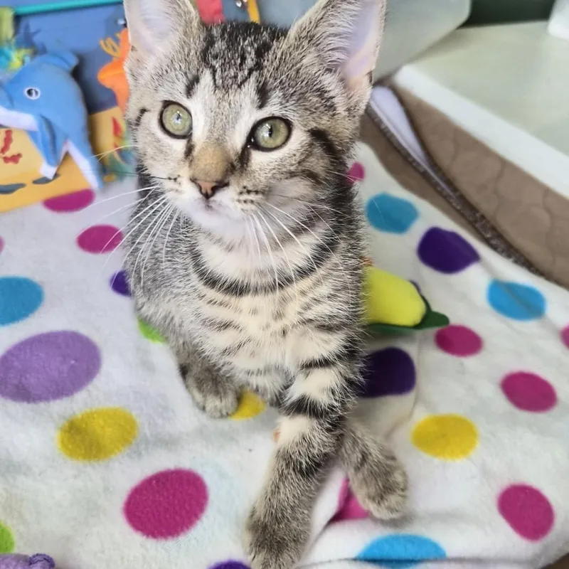 A young medium-sized female Tabby (Gray / Blue / Silver) Domestic Short Hair cat named Eggo for adoption in Baltimore, MD
