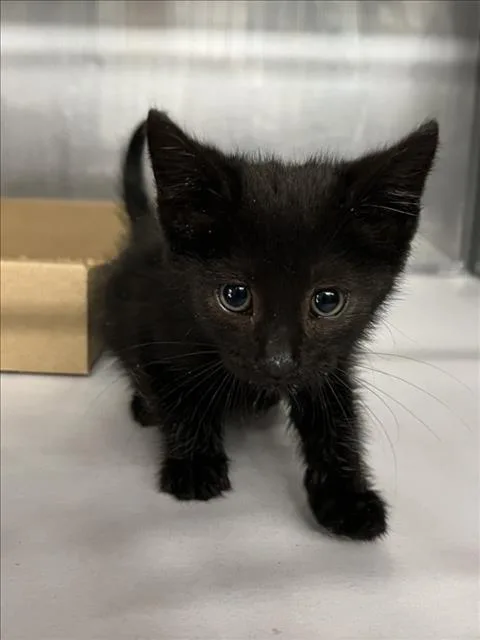 A baby small-sized male Black Domestic Short Hair cat named Hades for adoption in Woodland, CA