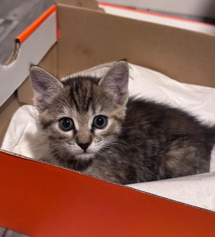 A baby small-sized female Gray & White Tabby cat named Rachael Friends Litter for adoption in Anthem, AZ