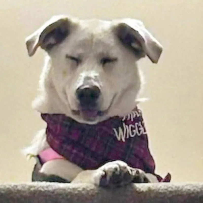 An adult medium-sized female White / Cream Mixed Breed dog named Coco for adoption in Memphis, TN