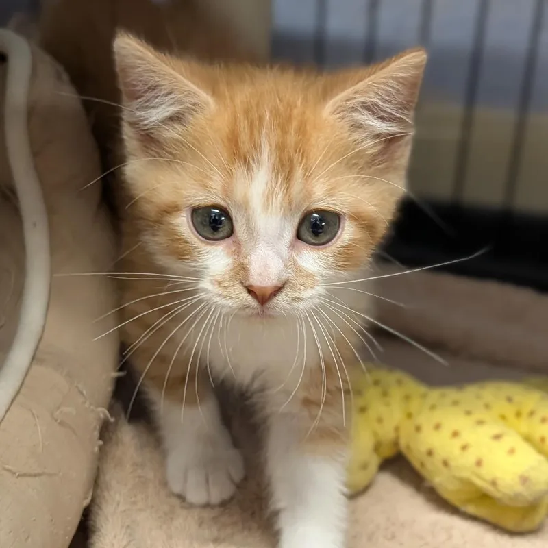 A baby medium-sized male Orange & White Domestic Short Hair cat named Donald for adoption in Cape Girardeau, MO