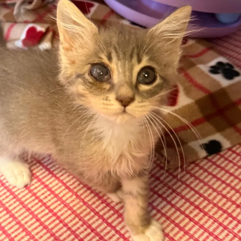 A baby small-sized female Domestic Short Hair cat named Melissa Duck for adoption in Santa Barbara, CA