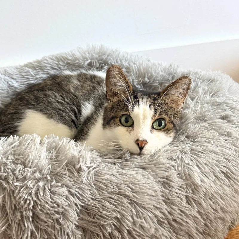 An adult medium-sized male Domestic Short Hair cat named Leo for adoption in Brooklyn, NY