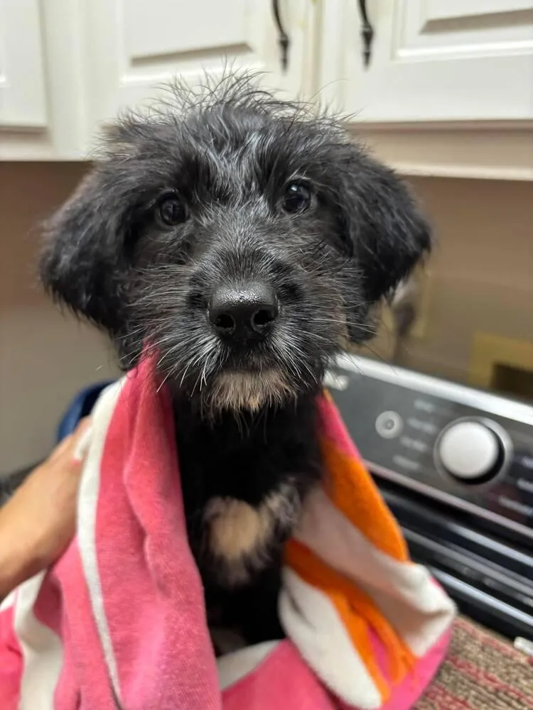 A baby medium-sized female Black Mixed Breed dog named Ruby for adoption in Groveland, MA