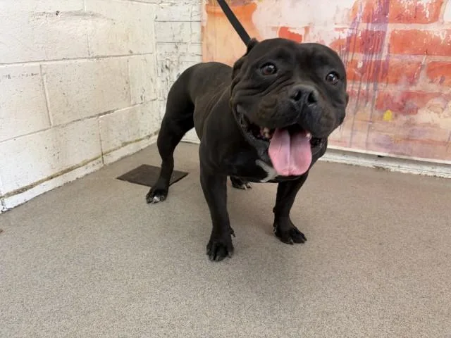 An adult medium-sized female Pit Bull Terrier dog named Janice for adoption in San Bernardino, CA