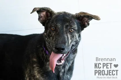 A young large-sized male Black Mixed Breed dog named Brennan for adoption in Kansas City, MO