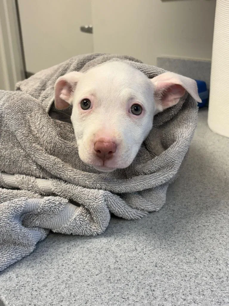 A baby large-sized female Pit Bull Terrier dog named Yogurt for adoption in Chillicothe, OH