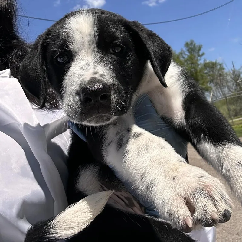 A baby small-sized male Black Shepherd dog named Zilo for adoption in Edinburg, TX