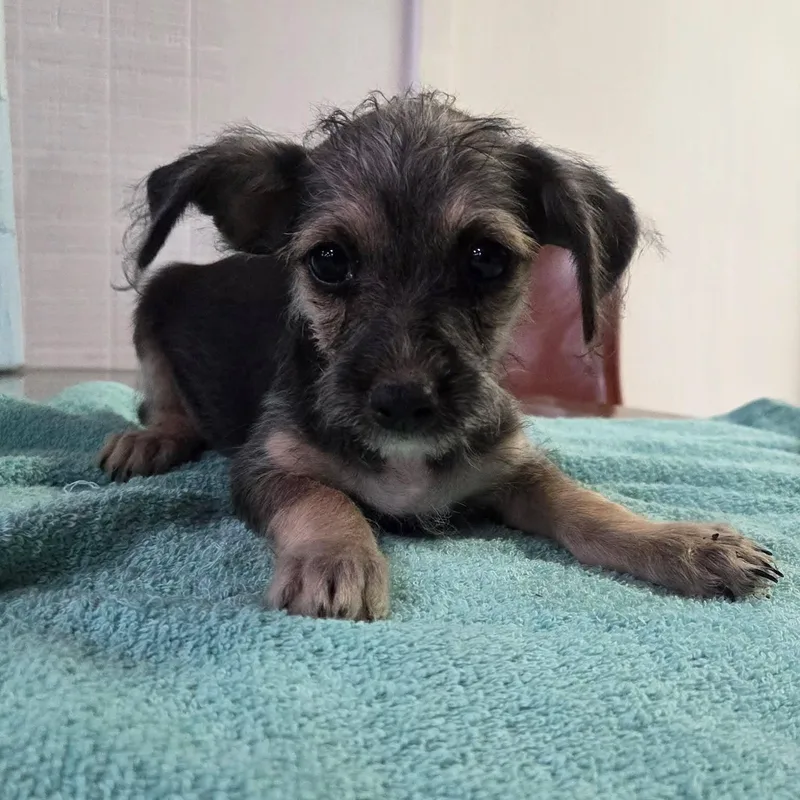A young small-sized male Bicolor Chihuahua dog named Sleepy for adoption in Tylertown, MS