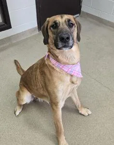 An adult extra large-sized female Great Dane dog named Hope for adoption in Bucyrus, OH