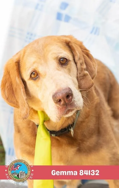 An adult large-sized female Yellow / Tan / Blond / Fawn Golden Retriever dog named Gemma for adoption in Mobile, AL