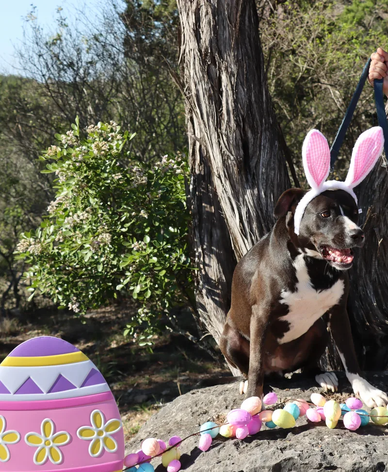 A young medium-sized female Black American Staffordshire Terrier dog named Raven for adoption in Mico, TX