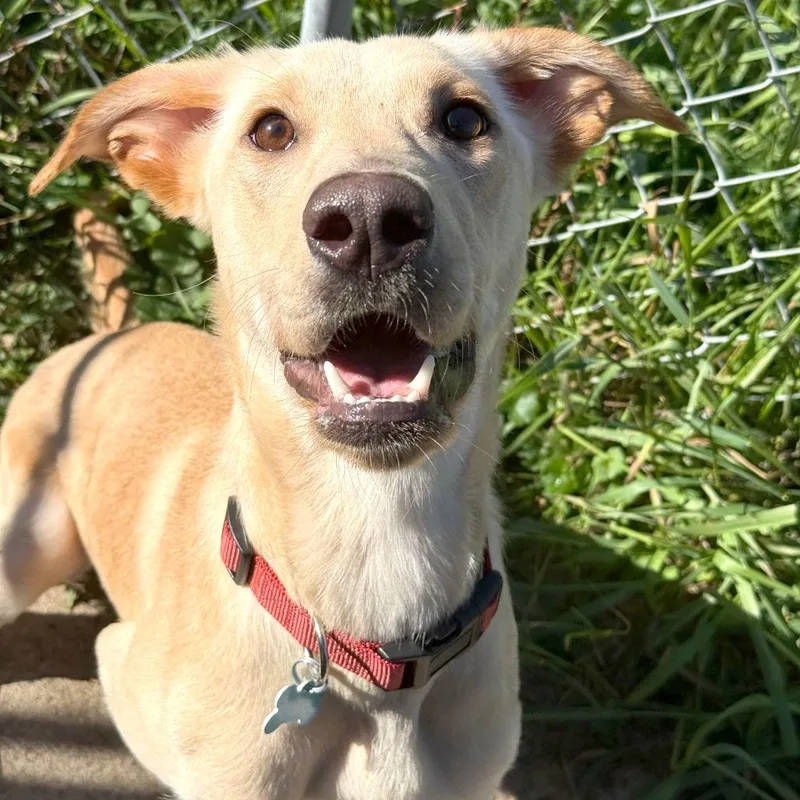 A young medium-sized female Yellow Labrador Retriever dog named Stevie for adoption in Owosso, MI