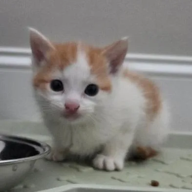 A baby medium-sized male Orange & White Domestic Short Hair cat named Fish for adoption in Chattanooga, TN