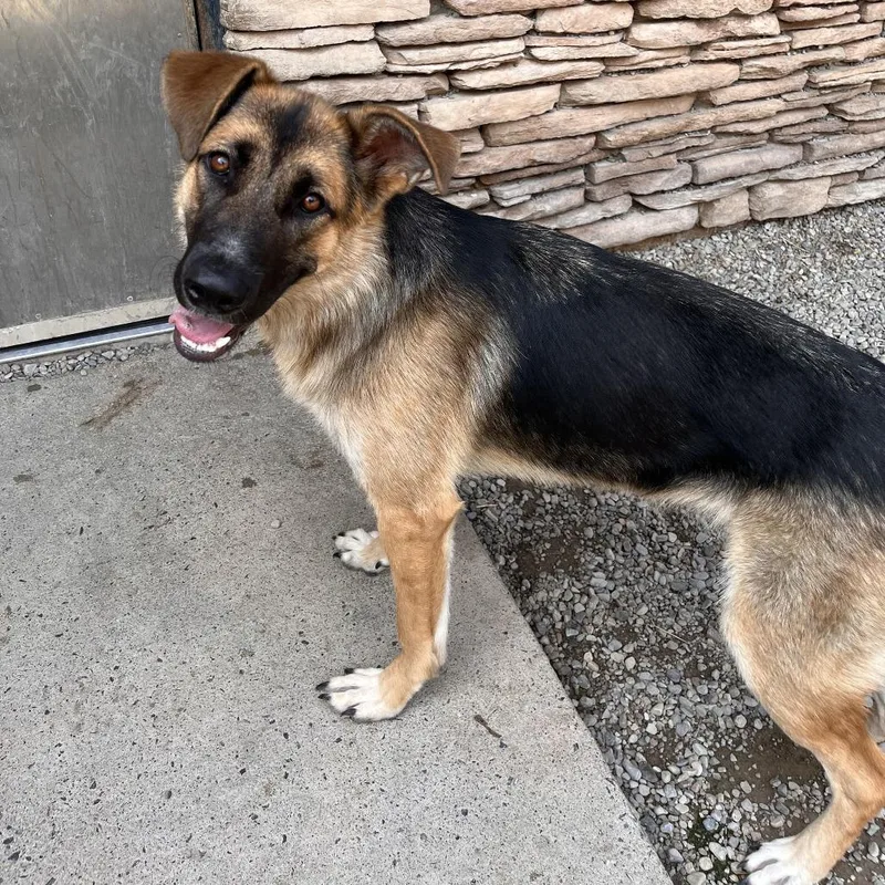 A young large-sized female Brown / Chocolate Mixed Breed dog named Lilly Lou for adoption in Fairport, NY