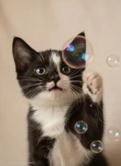 A baby small-sized male Domestic Short Hair cat named Chubby for adoption in Black River Falls, WI
