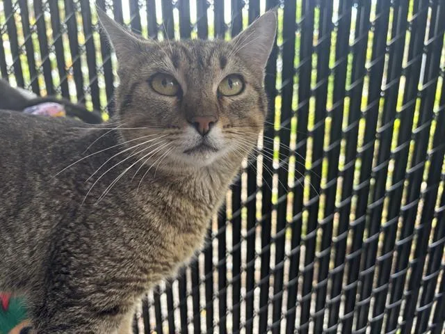 A young medium-sized male Domestic Short Hair cat named Bugle for adoption in Palmetto, FL